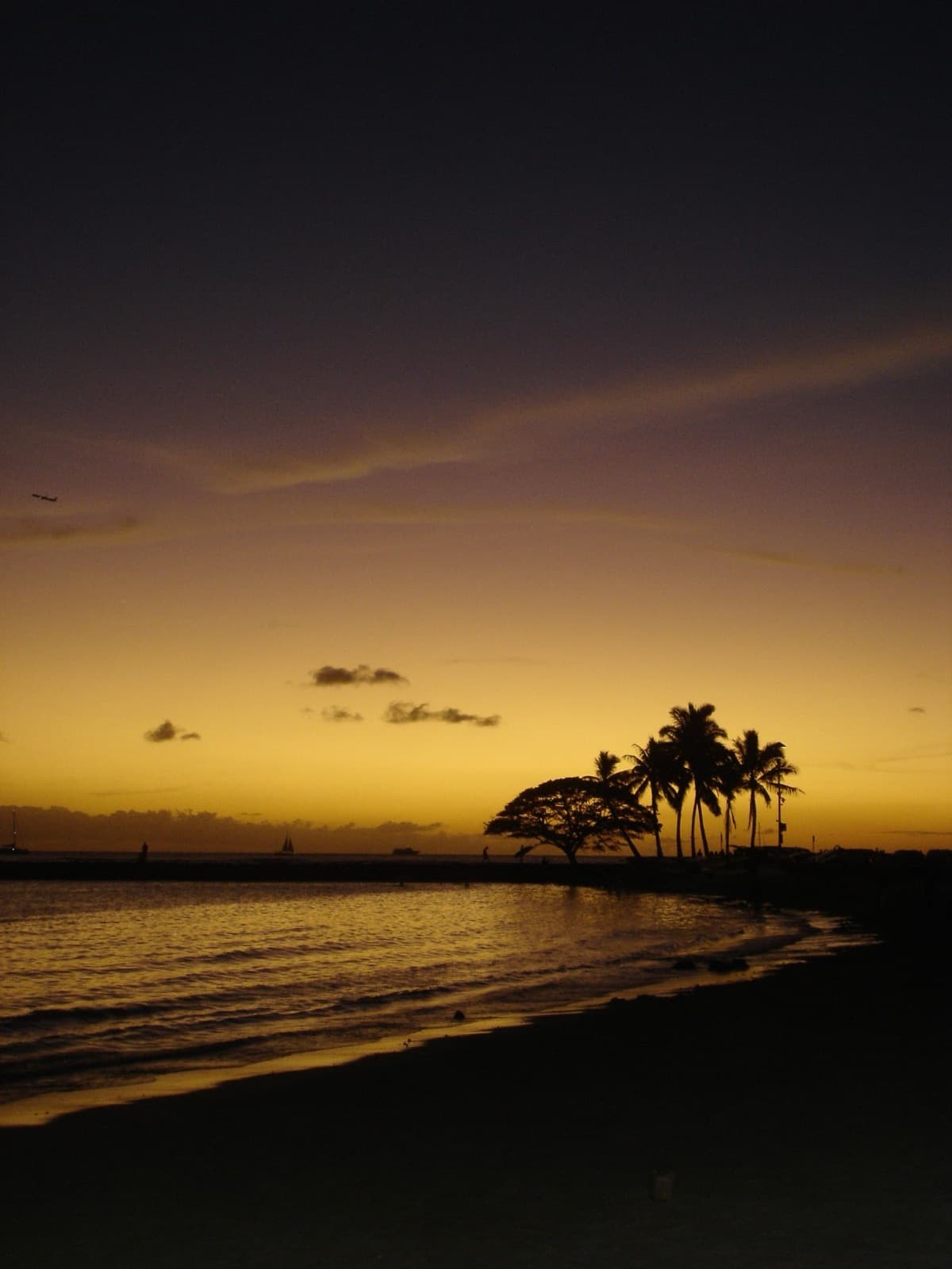 A golden sunset over the ocean, with palm trees and a wide spreading tree silhouetted on the shore and a sailboat on the horizon.